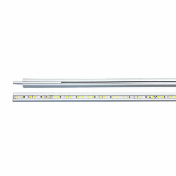 Daytime onex 90 plant 84cm 26